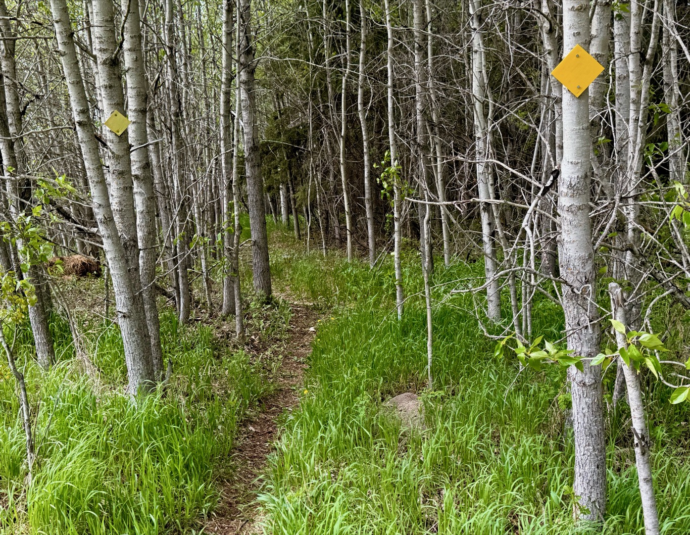 A section of the Waskahegan Trail through "The Enchanted Forest"